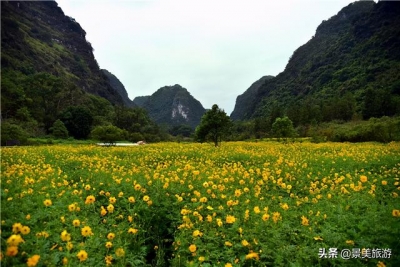 待到重阳日，去肇庆市怀散县觅源谷登下怀近赏谦山菊花