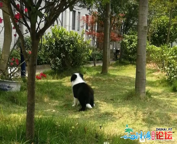 东莞,惠州边牧犬舍请私我,要黑白小公-2.jpg