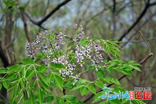 园林绿化经常使用不雅花乔木,花开五彩、秀色照人,每种皆超有特...