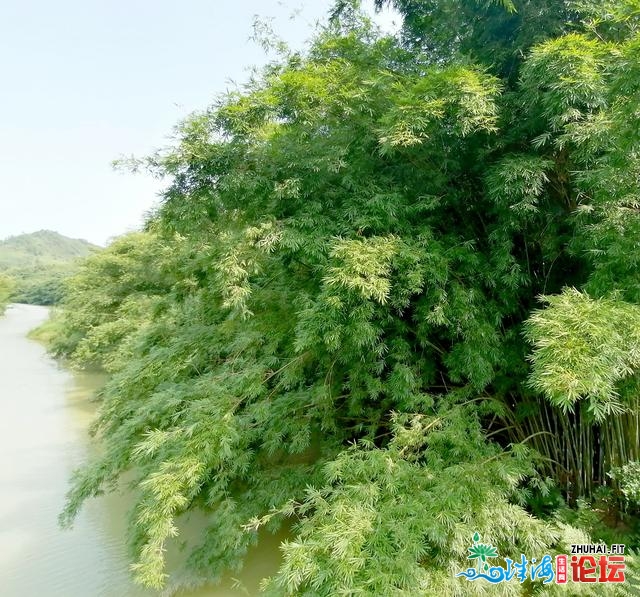 肇庆广宁——竹海年夜不雅、古火河光景区