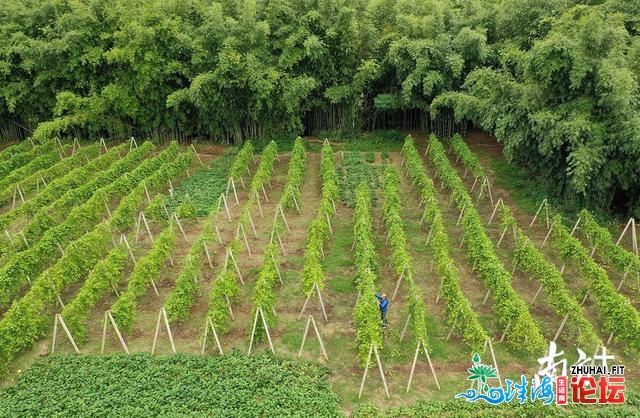 深山飘去百果喷鼻，小果子托起致富梦 |走进肇庆