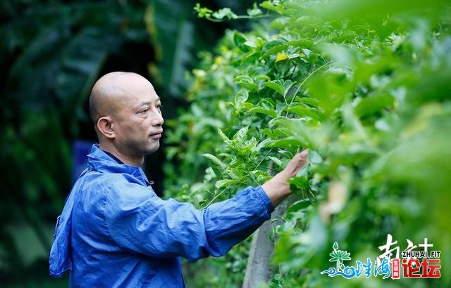 深山飘去百果喷鼻，小果子托起致富梦 |走进肇庆