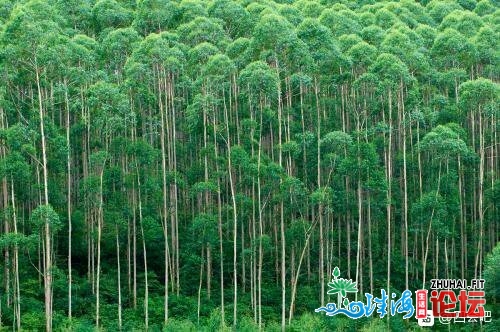 大批寻觅肇庆市四会市桉树山场,以下镇都可,龙甫、天豆、...