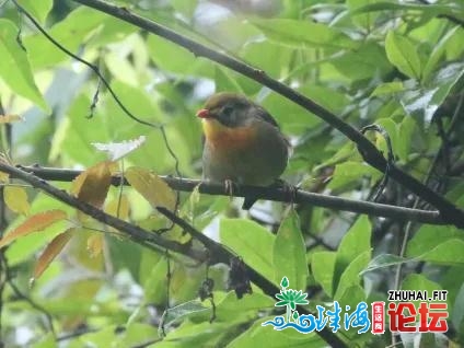 林草科普|中国死物多样性庇护 - 广东林业篇