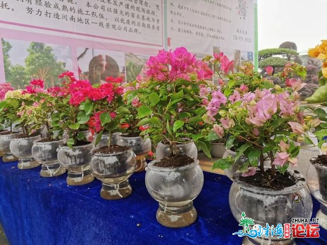 不只是产物 更是理念战形式的对接——中国（中山）花木...