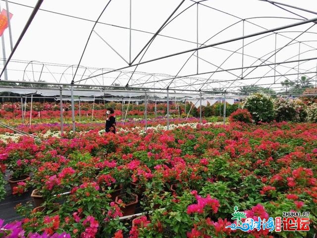 不只是产物 更是理念战形式的对接——中国（中山）花木...