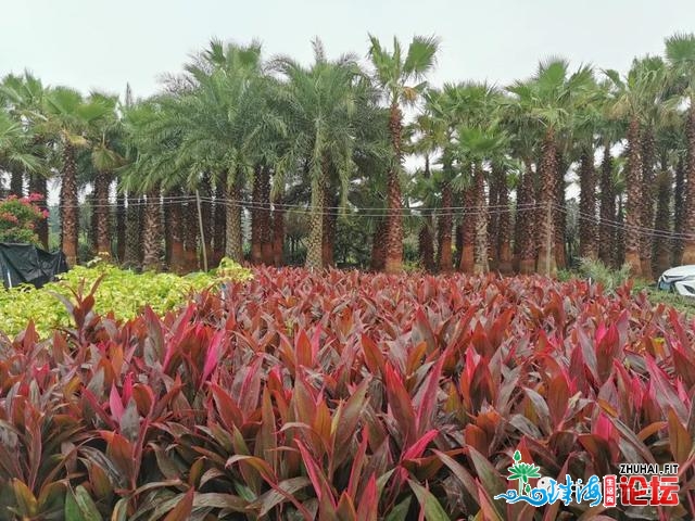 不只是产物 更是理念战形式的对接——中国（中山）花木...