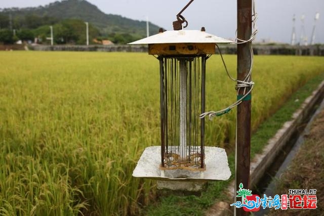 鞭策村落复兴，广州托起年夜湾区“菜篮子”的农业“科技...