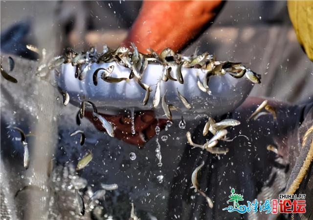 天下网媒总编齐散九江：“佛山市北海区九江鱼花财产园...