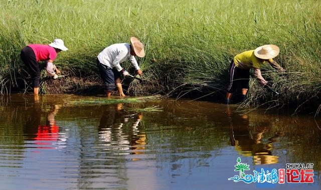 莞草：海上丝绸之路商业中的莞邑“瑰宝”