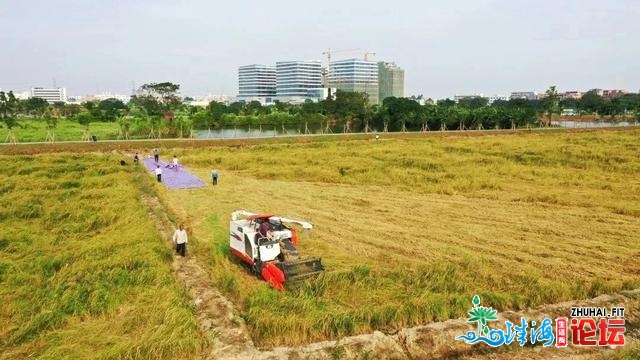 冷艳！那些躲藏正在东莞的稻田，一次过给您翻出去了