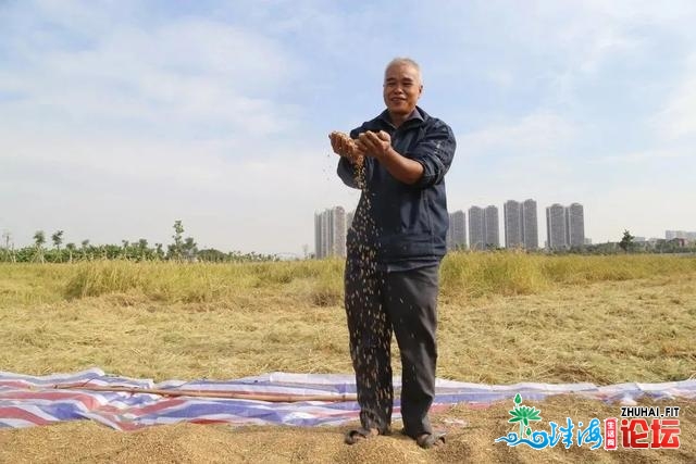 冷艳！那些躲藏正在东莞的稻田，一次过给您翻出去了