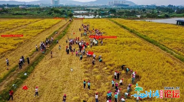 冷艳！那些躲藏正在东莞的稻田，一次过给您翻出去了