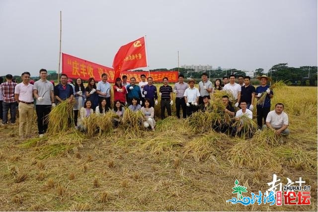 多图｜黄灿灿！那是属于东莞歉收的色彩