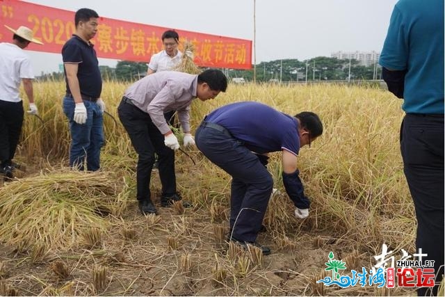 多图｜黄灿灿！那是属于东莞歉收的色彩