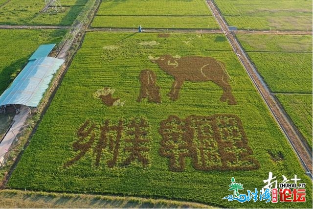 多图｜黄灿灿！那是属于东莞歉收的色彩