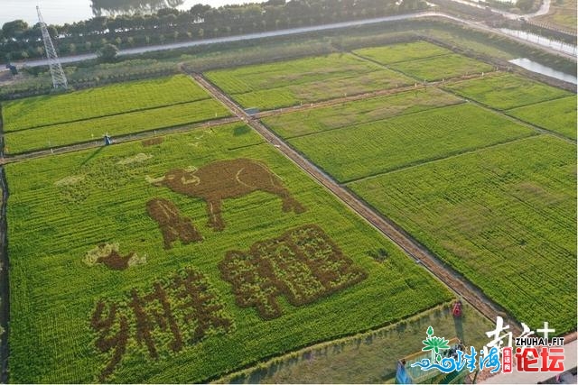 多图｜黄灿灿！那是属于东莞歉收的色彩