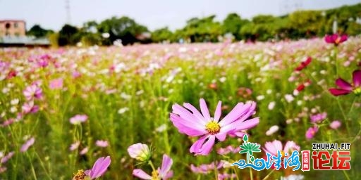 格桑花海，椰林环抱，单十一去北沙马克村看广州“小三...