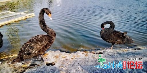 格桑花海，椰林环抱，单十一去北沙马克村看广州“小三...