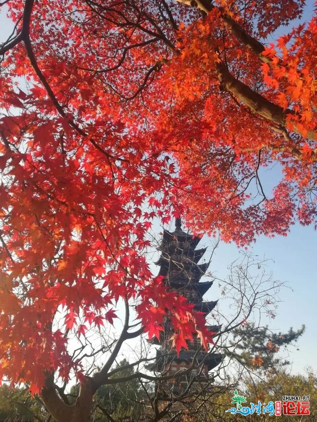 中山街讲糊口日志——“咔嚓”，中山秋天好景，第一张...