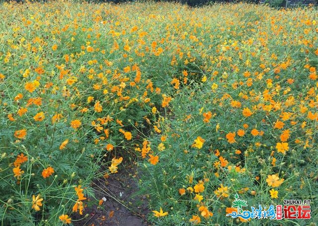 广州，免费赏春好去向，它位于闹郊区并且那边百花怒放...