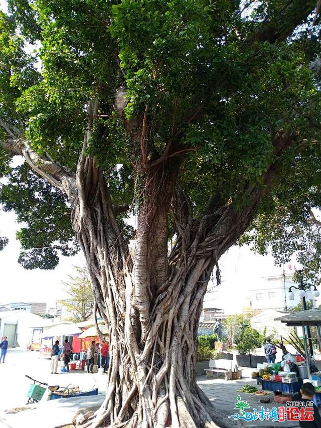 珠海利剑石街：去珠海不能不游的淇澳岛小渔村，感触感染小街...