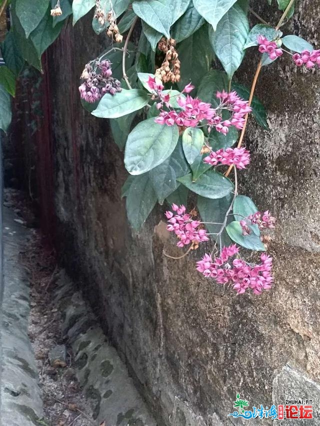 珠海利剑石街：去珠海不能不游的淇澳岛小渔村，感触感染小街...