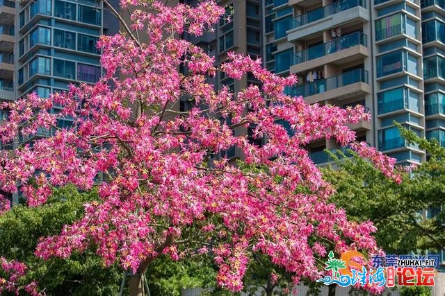 “东莞30℃的‘秋日’，我挑选来赏花！”