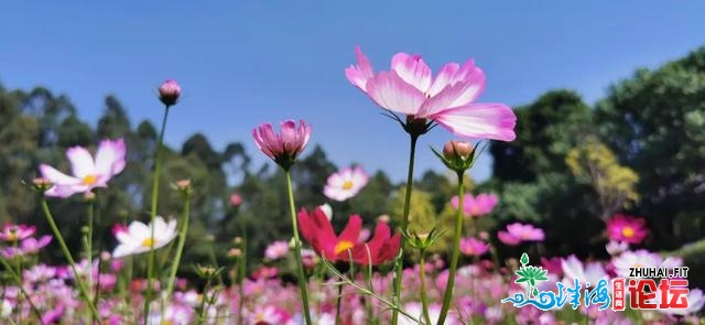 “东莞30℃的‘秋日’，我挑选来赏花！”