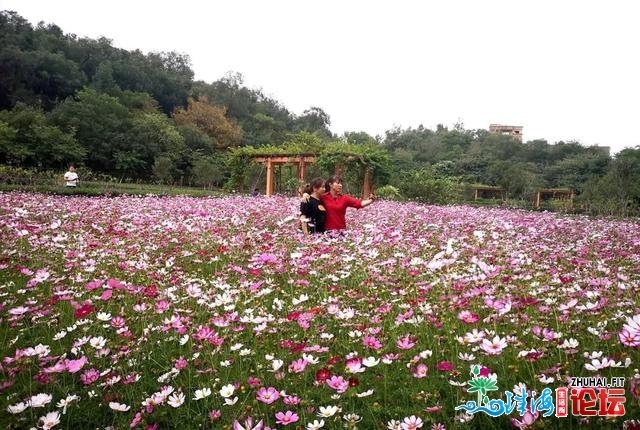 “东莞30℃的‘秋日’，我挑选来赏花！”