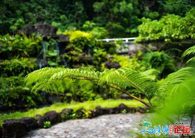 以“深圳”定名的动物 又上新了！此次是一种稠密的蕨类...