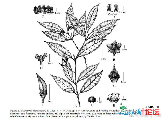 以“深圳”定名的动物 又上新了！此次是一种稠密的蕨类...