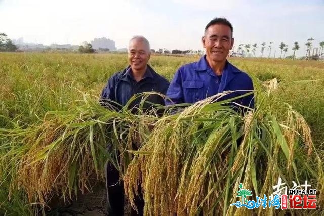 东莞种火稻战荔枝的留意啦！那笔资金等您去申报