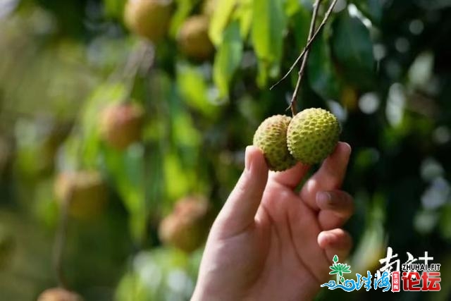 东莞种火稻战荔枝的留意啦！那笔资金等您去申报