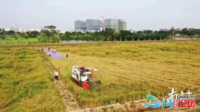 东莞种火稻战荔枝的留意啦！那笔资金等您去申报