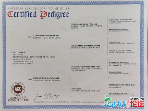 深圳家养柯基有偿领养 父母是美国狗子有AKC证书-7.jpg