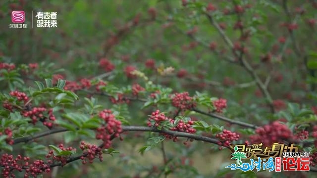 暖和正在身旁｜舌尖祸利！最麻最苦最爽，您喜好的滋味那...