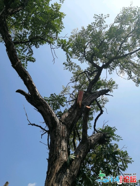 北京专业伐树  建树  移树  园林绿化清算绿化树枝,树根,