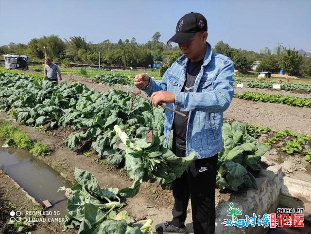 广海芥兰，台隐士的故乡风味菜