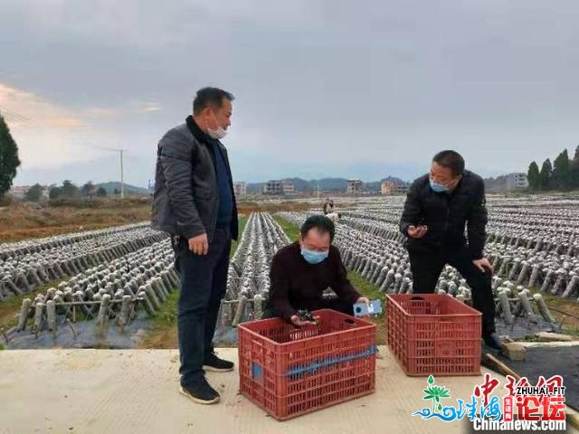 湖北讲县促进当代农业疑息化 做好粤港澳年夜湾区“菜篮子”