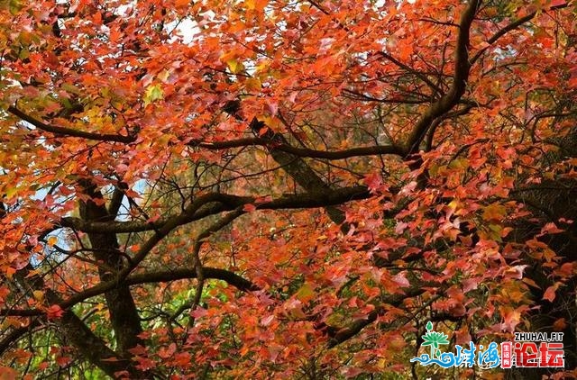 广东赏白叶泡温泉9年夜好去向，近来便正在珠海