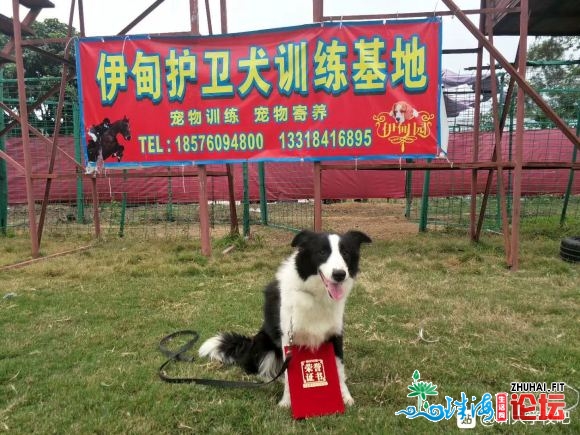 中山伊甸园保护犬锻炼黉舍次要以:1、辱物犬从命锻炼、没有...