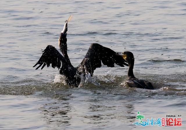 独家 | 鸬鹚演出“海底捞年夜秀”，深圳湾成深圳人最好“天然教室”-6.jpg