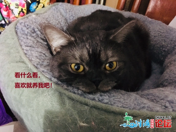 #猫咪发养# 坐标:广东江门开仄!我是小漂泊,我也念要一个家!