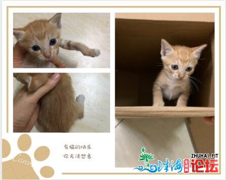 #猫咪发养# 坐标:广东江门开仄!我是小漂泊,我也念要一个家!