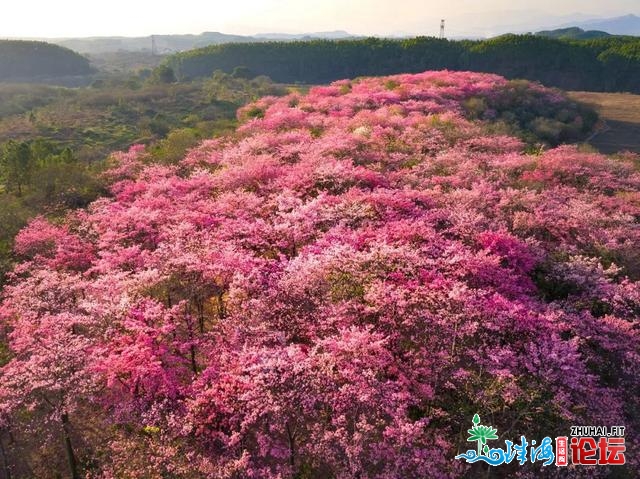 东源黄沙村百余亩年夜背木棉花古冬震怒绽放，仿佛瑶池