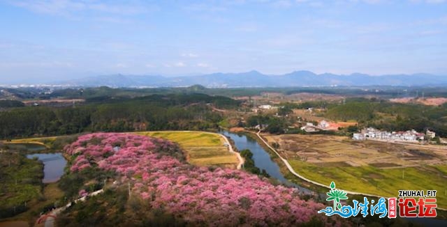 东源黄沙村百余亩年夜背木棉花古冬震怒绽放，仿佛瑶池