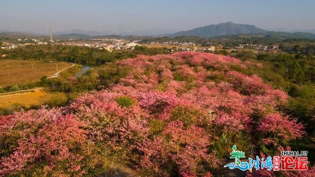 东源黄沙村百余亩年夜背木棉花古冬震怒绽放，仿佛瑶池