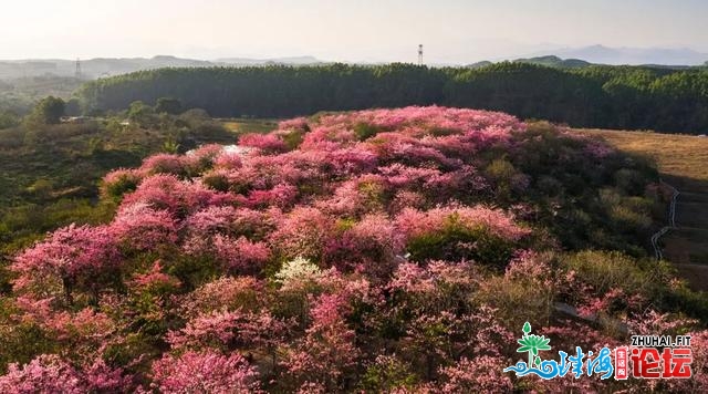 东源黄沙村百余亩年夜背木棉花古冬震怒绽放，仿佛瑶池