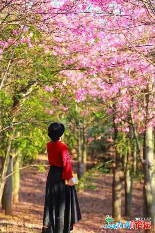 东源黄沙村百余亩年夜背木棉花古冬震怒绽放，仿佛瑶池